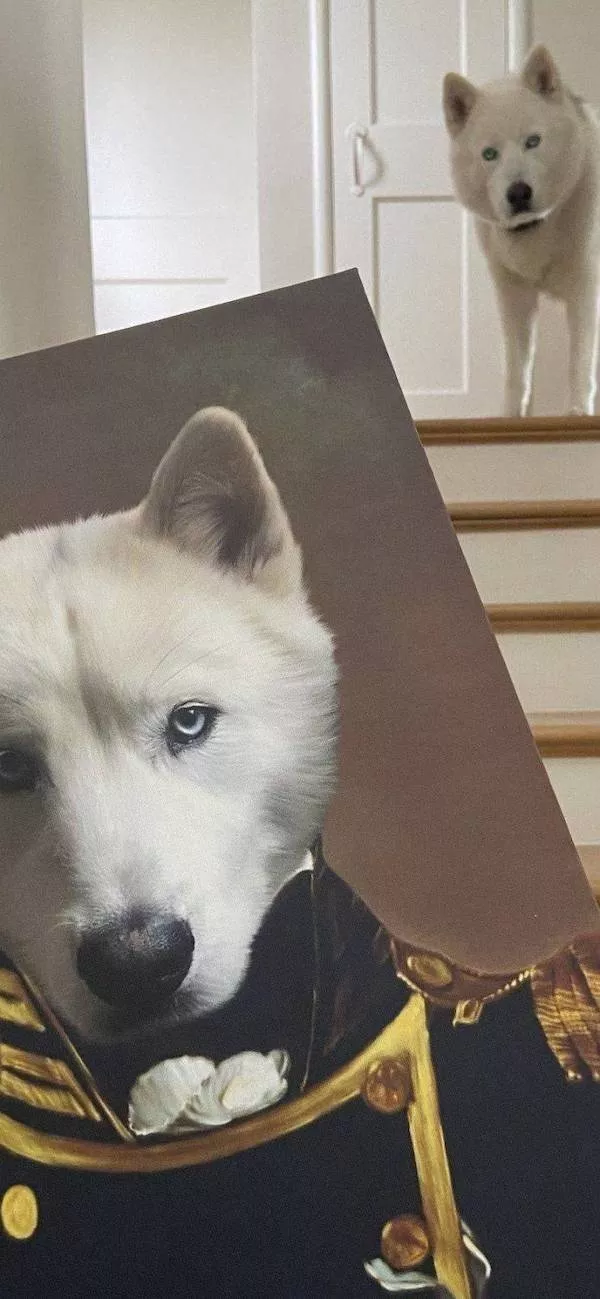 Les 41 animaux les plus droles - #37 