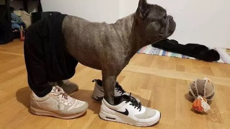 Les 41 animaux les plus droles - #4 