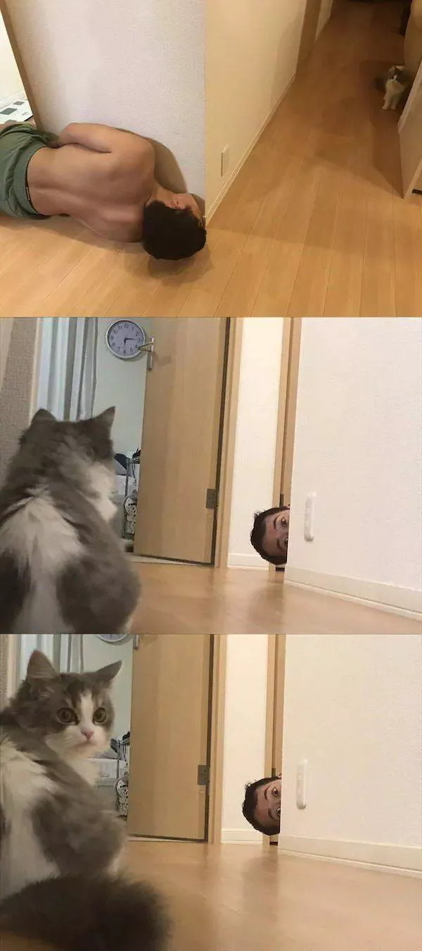 Les 41 animaux les plus droles - #41 