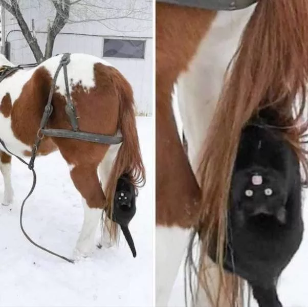 The 41 funniest animals - #5 The 41 funniest animals - #5