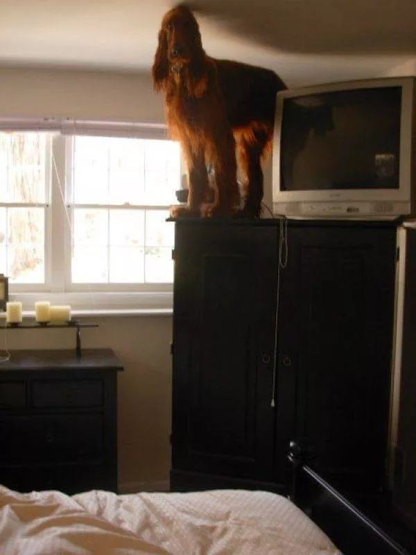 Les 41 animaux les plus droles - #7 