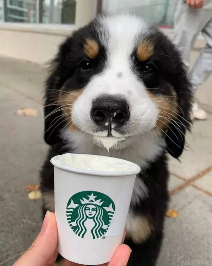 Tellement mignon - #15 