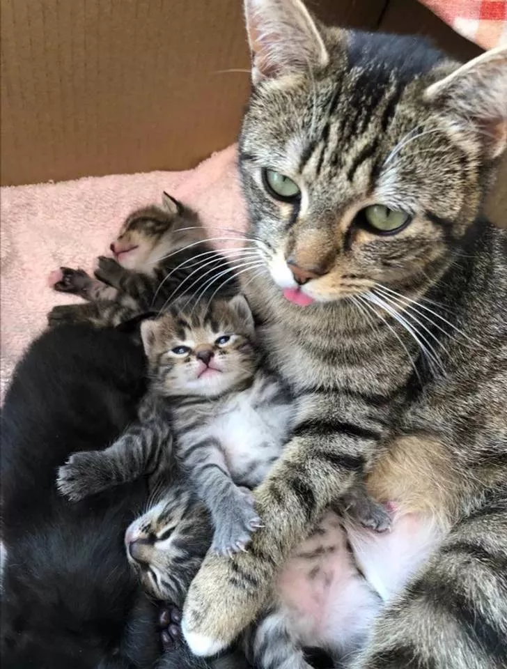 Tellement mignon - #18 