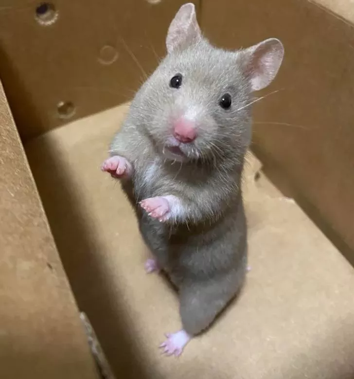 Tellement mignon - #19 