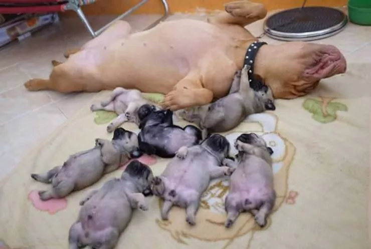 Tellement mignon - #2 