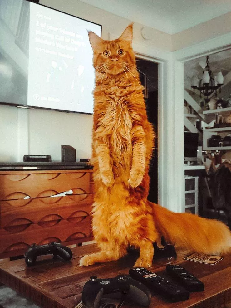 Picdump 528 - #39 