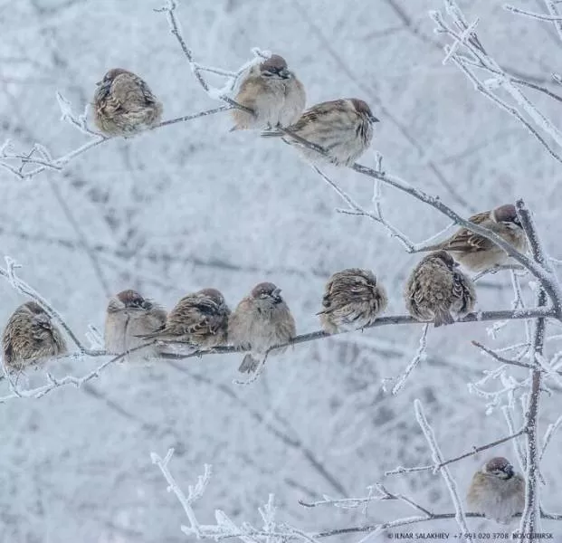 Russia freezing cold - #7 