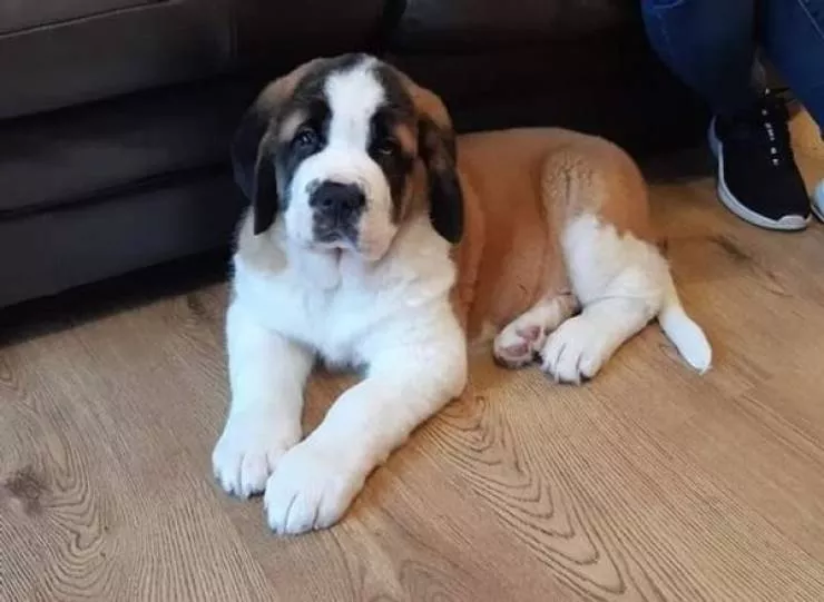 Animaux geants - #15 Un chiot de 8 semaines pèse plus de 33 lb