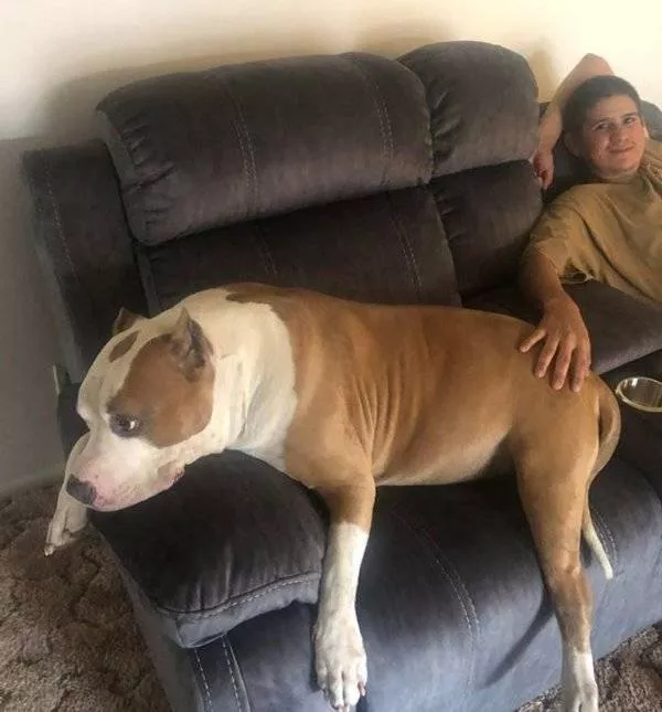 Giant animals - #16 