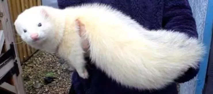 Animaux geants - #17 Furet géant