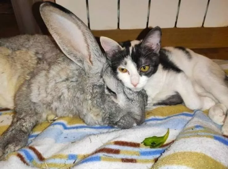 Animaux geants - #3 Le gros lapin