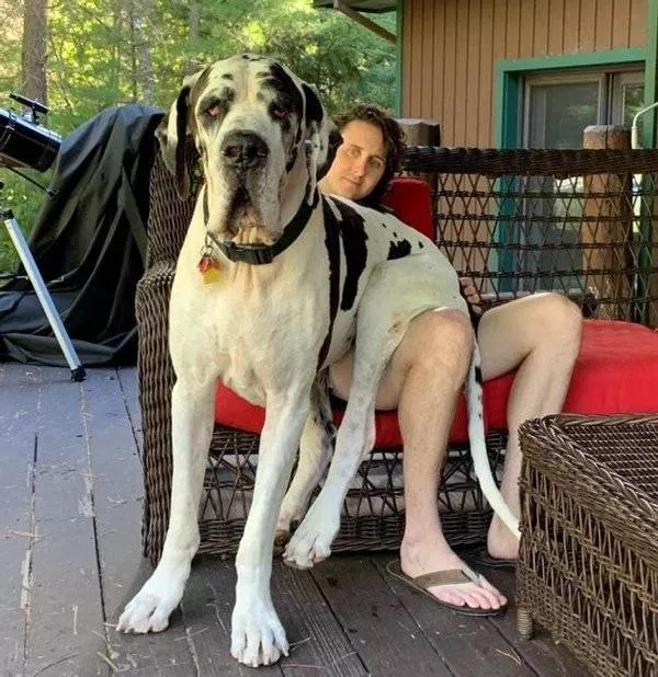 Giant animals - #6 My dog on my lap
