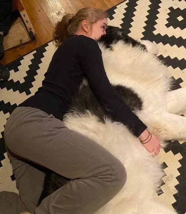 Animaux geants