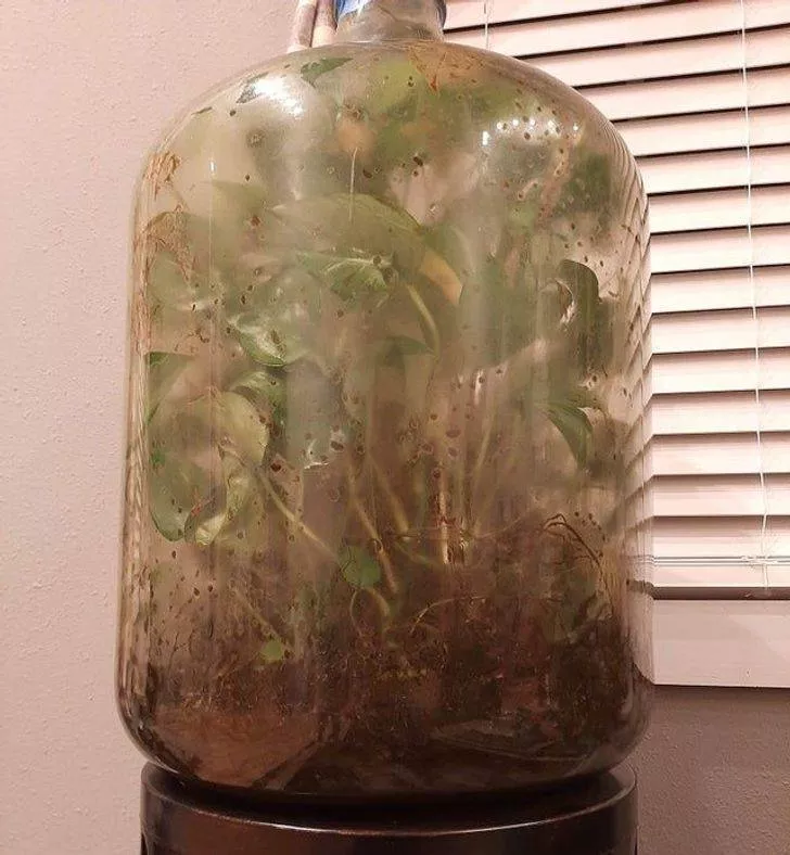Reliques de familles transferees entre generations - #3 Un terrarium 1969-1970