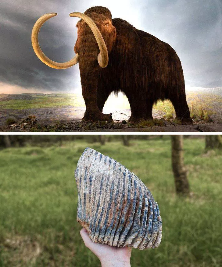 Prehistoric animals - #1 Tooth of a Mammoth, 4000 years old