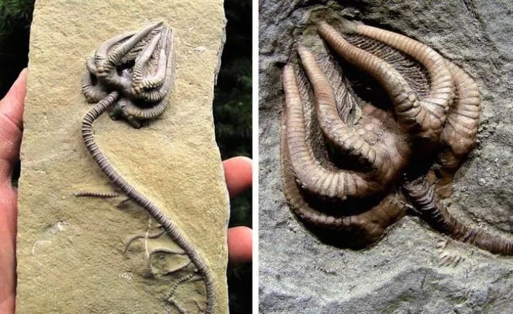 Prehistoric animals