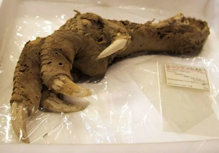Animaux prehistoriques - #11 Pied Megalapteryx 520 ans