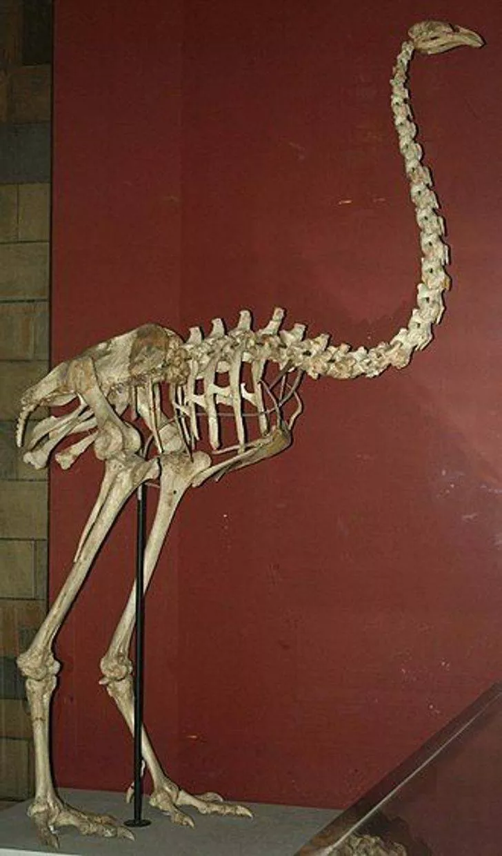 Animaux prehistoriques - #12  