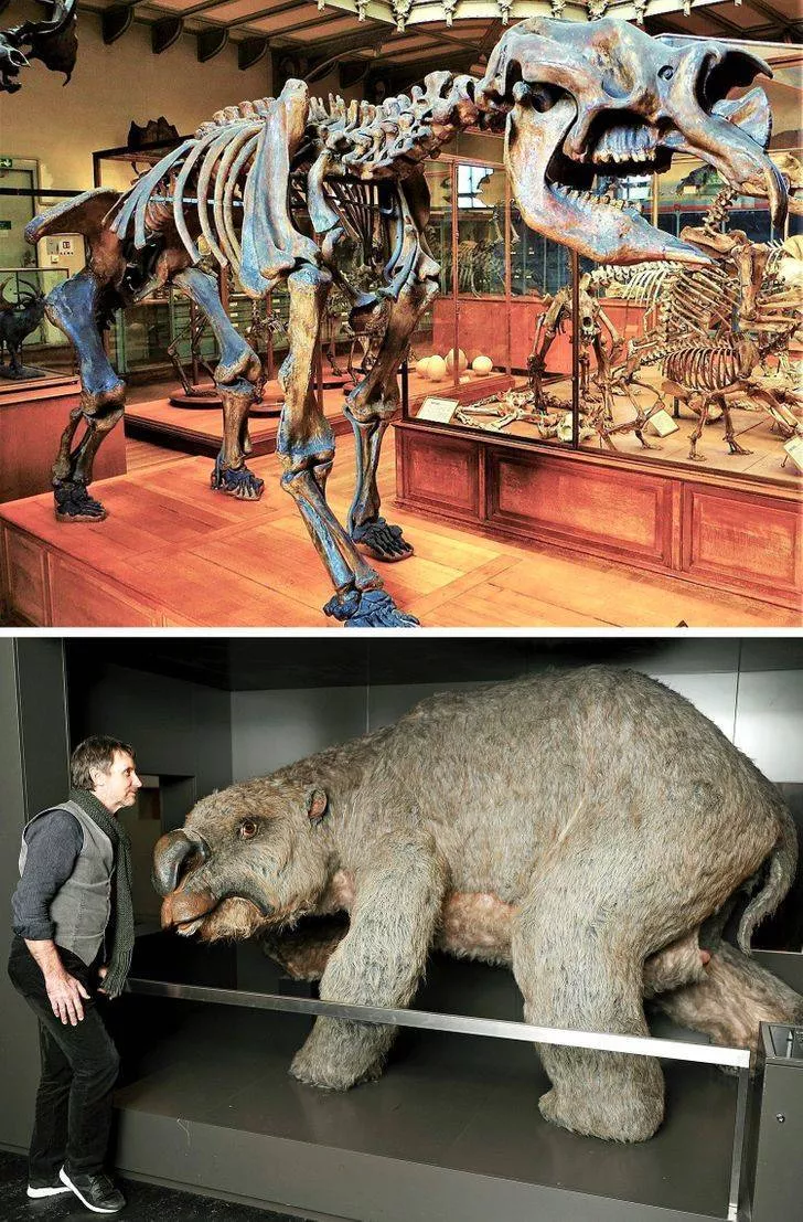 Animaux prehistoriques - #13 Diprotodon, 1,6 million d' années