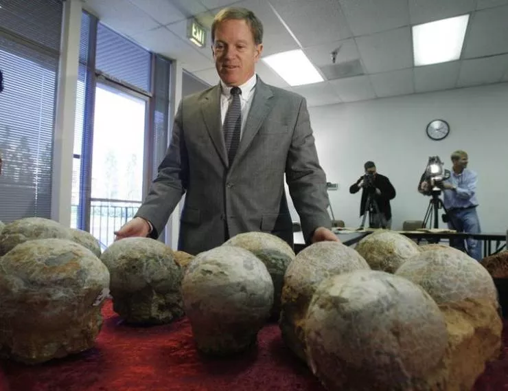 Prehistoric animals - #14 Fossilized dinosaur eggs, 66 million years