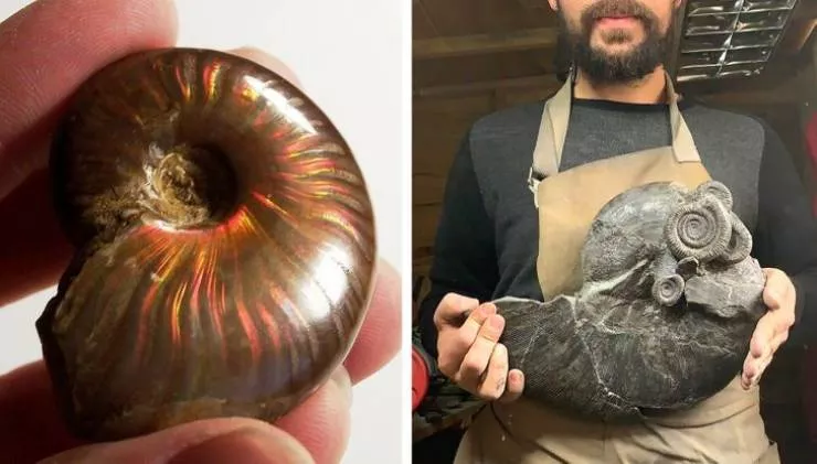 Animaux prehistoriques - #3 Mollusques marins, 66 millions d'années
