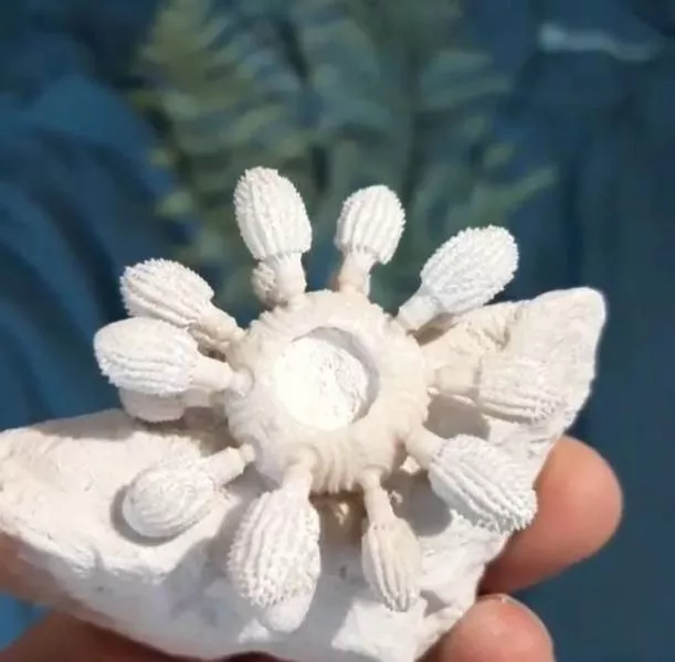 Prehistoric animals - #7 Sea urchin, 450 million years