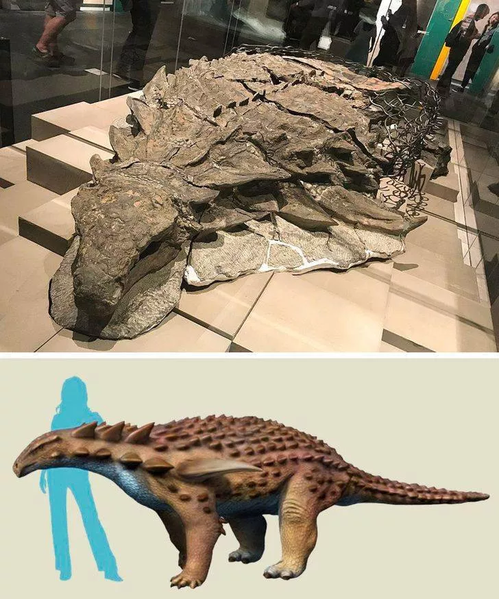 Prehistoric animals - #8 Borealopelta, 112 million years