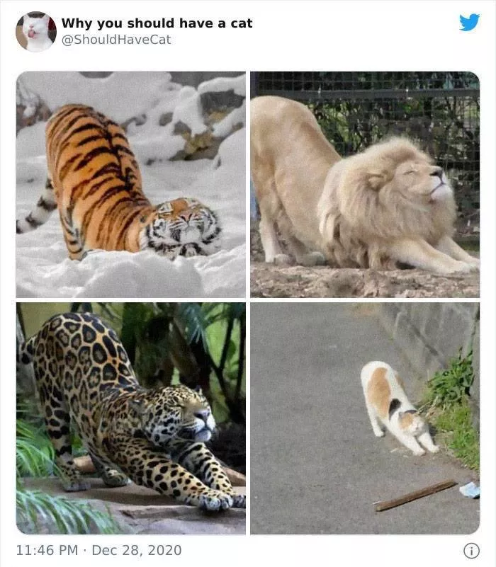 Cats that impose their presence - #1 