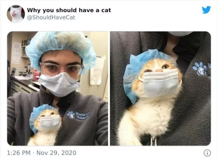 Cats that impose their presence - #10 