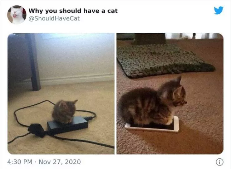 Cats that impose their presence - #11 