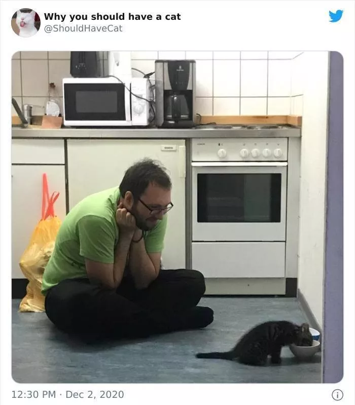 Cats that impose their presence - #12 