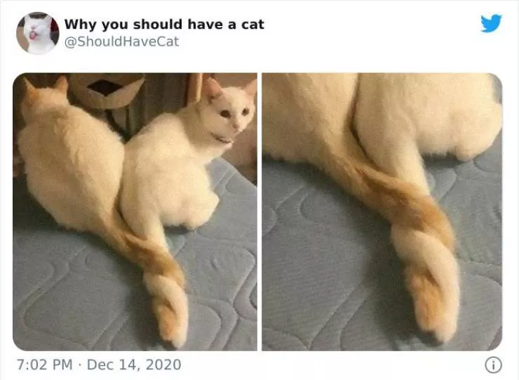 Cats that impose their presence - #13 