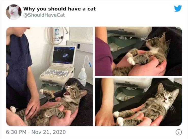 Cats that impose their presence - #15 