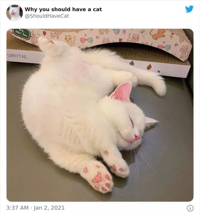 Cats that impose their presence - #16 