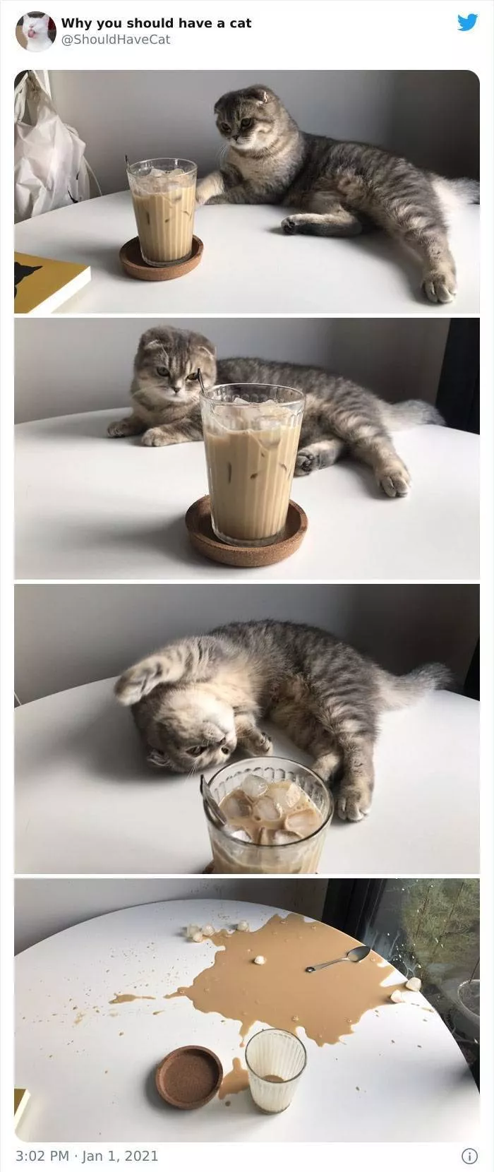 Cats that impose their presence - #17 