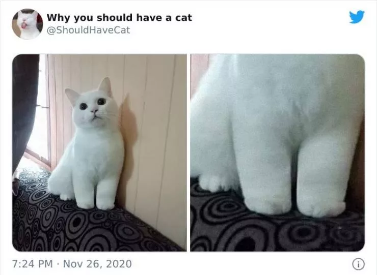 Cats that impose their presence - #18 
