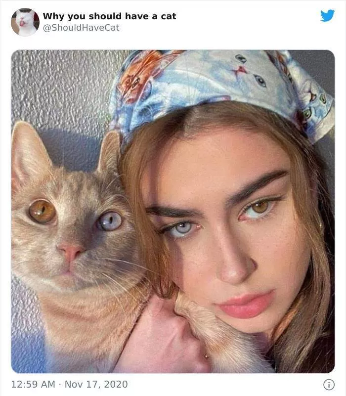 Cats that impose their presence - #19 