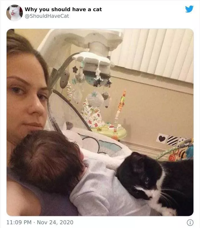 Cats that impose their presence - #2 