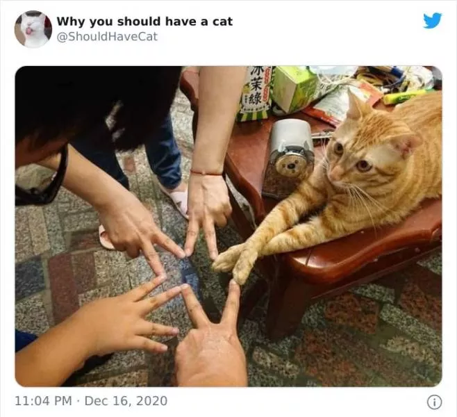 Cats that impose their presence - #20 