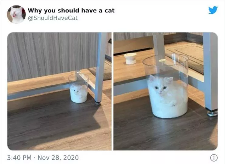 Cats that impose their presence - #23 