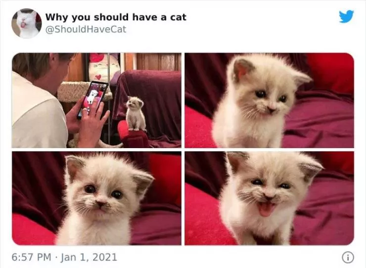 Cats that impose their presence - #25 