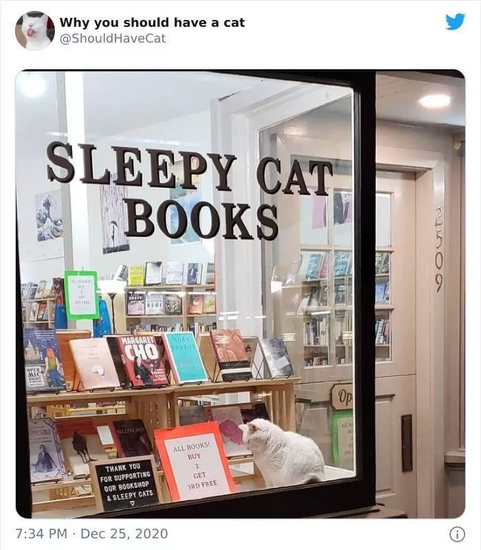 Cats that impose their presence - #26 