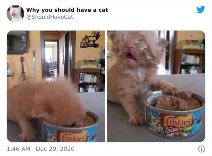 Cats that impose their presence - #27 