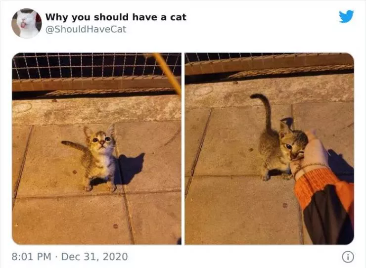 Cats that impose their presence - #29 