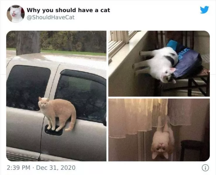 Cats that impose their presence - #30 