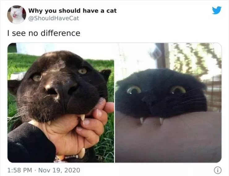 Cats that impose their presence - #31 