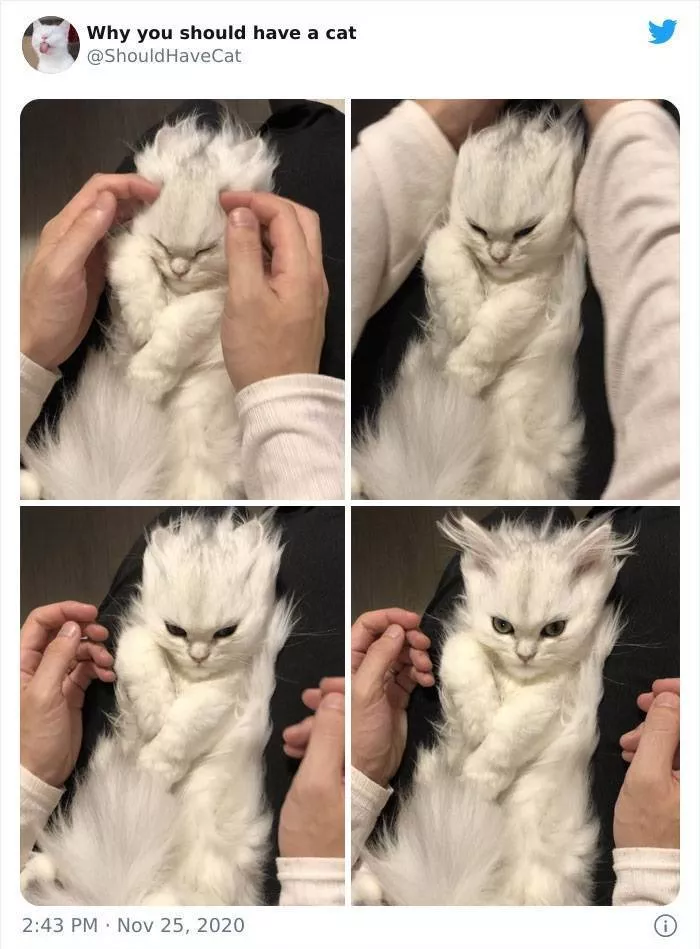 Cats that impose their presence - #33 