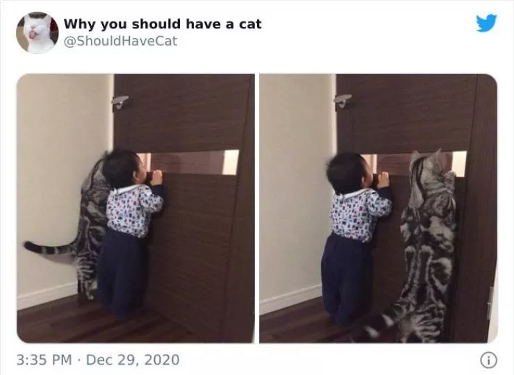 Cats that impose their presence - #34 