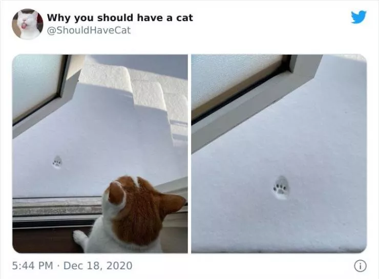 Cats that impose their presence - #35 