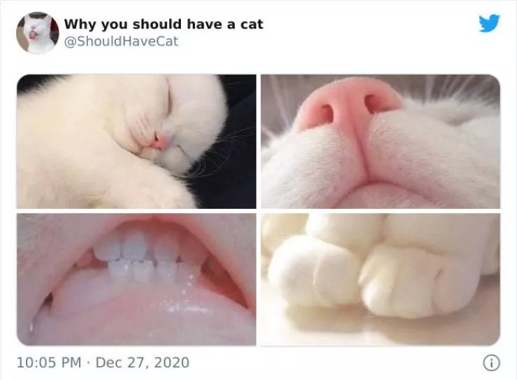 Cats that impose their presence - #36 
